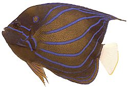 Pomacanthus annularis Ringfisch