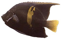 Pomacanthus maculosus Engelsfisch im Croissant