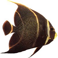 Pomacanthus paru Französischer Engel