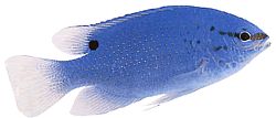 Pomacentrus caeruleus Blaugrüne Dame