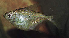 Poptella longipinnis Lange Flossen Tetra