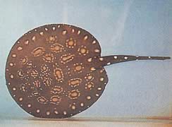 Potamotrygon leopoldi Leopold Süßwasserlinie
