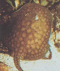 Potamotrygon reticulatus