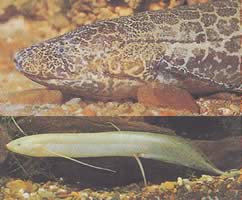 Protopterus aethiopicus aethiopicus Äthiopienprotopter