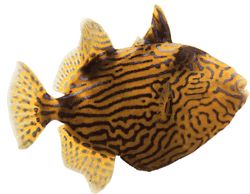 Pseudobalistes fuscus Vermikuliert