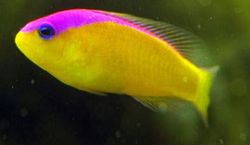 Pseudochromis diadema Pseudochromis Diadema