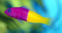 Pseudochromis paccagnellae Vanille-Fraktion Fisch