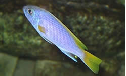 Pseudotropheus acei