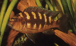 Pseudotropheus crabo Pseudotropheus -Chamäleon