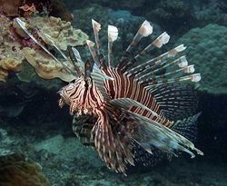 Pterois volitans (Fisch erzielen)