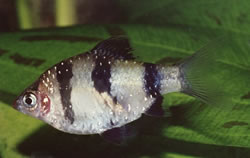 Puntius nigrofasciatus Roter Kopfbeard, bärtiger Nigor
