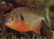 Pygocentrus caribe Skapulär Sparanha