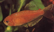 Rachoviscus crassiceps Charakter mit dickem Kopf, goldener Tetra