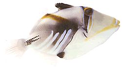 Rhinecanthus aculeatus (Ballisten-Picasso)