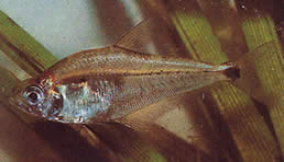 Roeboides paranensis (Buckel, Kopf am Boden von Paraguay)