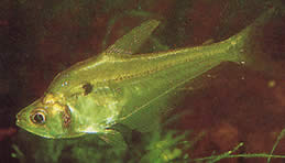 Roeboides thurni (Thumglas Tetra)