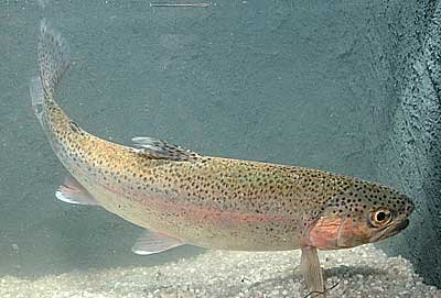 Salmo gairdneri (Regenbogenforelle)