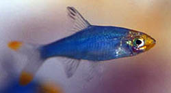Sawbwa resplendens (SAWBWA REPLENDENS)