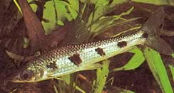 Schizodon fasciatus (Faszierter Schizodon)