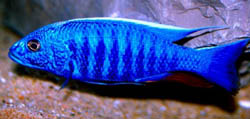 Scianochromis fryeri (Elektrisches Blau)