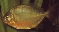 Serrasalmus calmoni (Dunkler Piranha, Calmon Piranha)