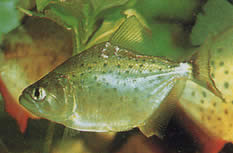 Serrasalmus rhombeus (PACU Spotted, weißer Piranha)