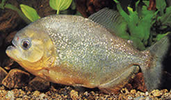 Serrasalmus spilopleura (Schwarzer Streifen Pacu, Nacht Piray)