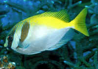 Siganus virgatus