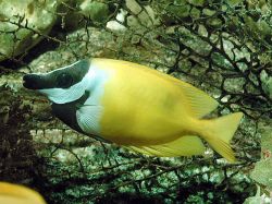 Siganus vulpinus (Runo- oder Fischfischfisch)