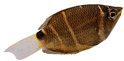 Sphaerichthys osphromenoides