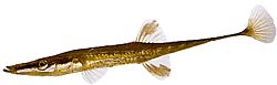 Spinachia spinachia (Sea Epinoche)