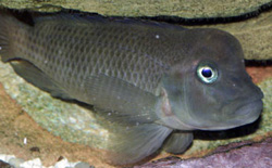 Steatocranus casuarius (Buckelkopf, Helm Cichlid, Löwenkopf)