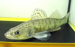 Stizostedion lucioperca