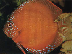 Symphysodon aequifasciatus axelrodi (Diskusbraun)
