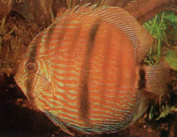 Symphysodon discus Heckel