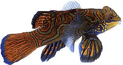Synchiropus splendidus (Mandarinfische)