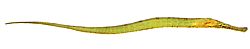 Syngnathoides biaculeatus