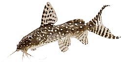 Synodontis angelicus