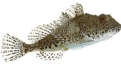 Taurulus bubalis (Seelchabot)