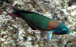 Thalassoma duperreyi