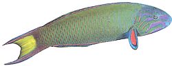 Thalassoma lunare (Girelle-Paon Green-BleU)