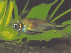 Triportheus rotundatus (Runde Armbrust Tetra)