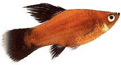 Xiphophorus maculatus