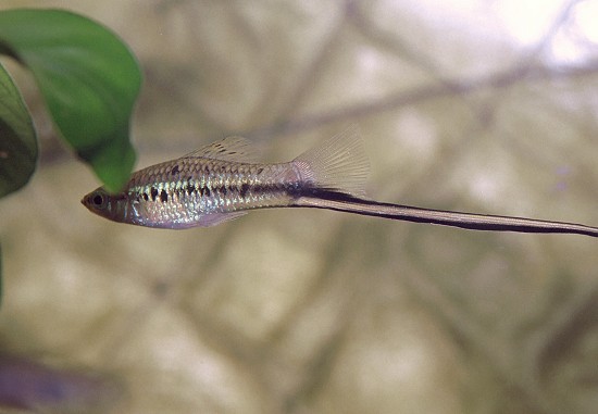 Xiphophorus montezumae Montezuma -Schwerthalter