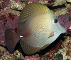 Zebrasoma scopas (Brauner Chirurg)